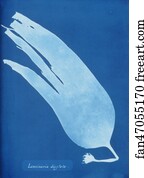 Laminaria Art Print - Laminaria Digitata
