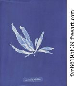 Laminaria Art Print - Laminaria Phyllitis