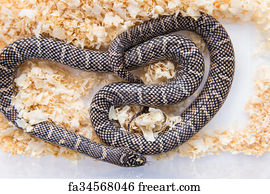 Free art print of Lampropeltis getula meansi, commonly known as ...