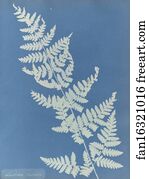 Lastrea Art Print - Lastrea Cristata