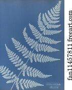 Lastrea Art Print - Lastrea Dilatato, British