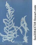 Lastrea Art Print - Lastrea Filix Mas, British