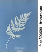 Lastrea Art Print - Lastrea Recurva, British