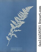 Lastrea Art Print - Lastrea Rigida