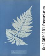 Lastrea Art Print - Lastrea Spinulosa