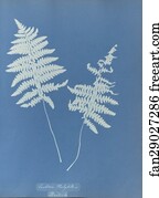 Lastrea Art Print - Lastrea Thelypteris, British