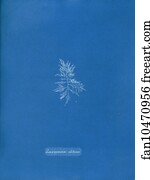 Laurencia Art Print - Laurencia Obtusa