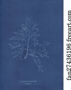 Laurencia Art Print - Laurencia Pinnatifida V. Angusta
