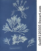 Laurencia Art Print - Laurencia Pinnatifida