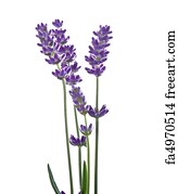 free lavender