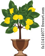 Free art print of Lemon tree. Lemon tree with ripe fruits | FreeArt ...