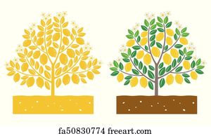 Free art print of Lemon tree. Lemon tree with ripe fruits | FreeArt ...