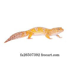 Free art print of Leopard Gecko on a white background. Tangerine ...