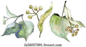 Free art print of Watercolor linden green leaves. Leaf plant botanical ...