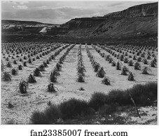 Farming Art Print - Looking Across Rows Of Corn, Cliff In Background, "corn Field, Indian Farm Near Tuba City, Arizona, In Rain, 1941. ". Photographs Of National Parks And Monuments, Compiled 1941 - 1942, Documenting The Period Ca. 1933 - 1942.