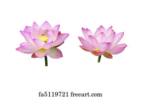 Free art print of Lotus flower. A shot of blooming lotus flower showing ...