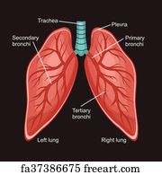 Free art print of Diagram of human bone anatomy. Diagram of human bone ...