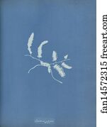 Brazil Art Print - Lygodium Volubile, Brazil