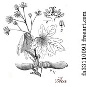 Antique Oak Acorn Print French Print Engraving 19th Century Trees of North America Botanical  Engraving Quercus Gambelli