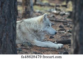 Beautiful Wild White Wolf In Winter