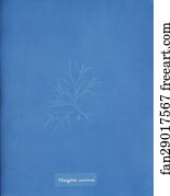 Mesogloia Art Print - Mesogloia Coccinea