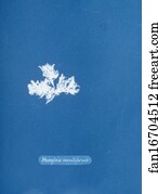Mesogloia Art Print - Mesogloia Moniliformis