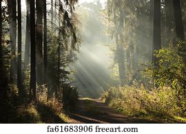 Free art print of Misty coniferous forest at dawn. Sunlight entering ...