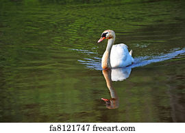 Free art print of Mute Swan Cygnets. Newly hatched wild fluffy mute