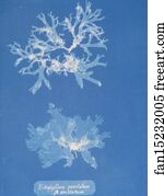 Punctatum Art Print - Nitophyllum Punctatum SS Ocellatum