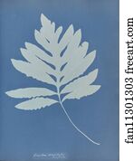 New Jersey Art Print - Onoclea Sensibilis, New Jersey