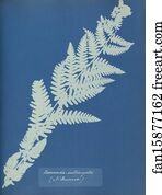 N America Art Print - Osmunda Interrupta, N. America