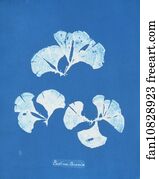 Pavonia Art Print - Padina Pavonia