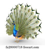Free Peacock Art Prints and Artworks | FreeArt