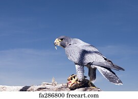 Download Free Art Print Of Angry Hawk In Flight Angry Swainsons Hawk Freeart Fa341259