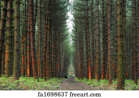 Free Pine Forest Art Prints And Wall Artwork Freeart