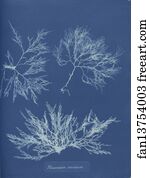 Coccineum Art Print - Plocamium Coccineum