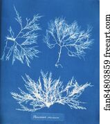 Coccineum Art Print - Plocamium Coccineum