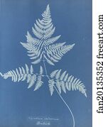 British Art Print - Polypodium Calcareum, British