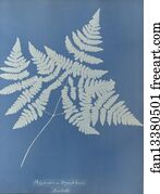 Polypodium Art Print - Polypodium Dryopteris, British
