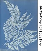 Jamaica Art Print - Polypodium Effusum, Jamaica