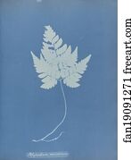 Polypodium Art Print - Polypodium Muscosum