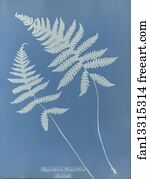 Polypodium Art Print - Polypodium Phegopteris, British