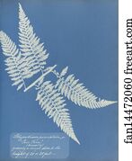 Pinnatum Art Print - Polypodium Pinnatum, Jamaica