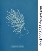 Byssoides Art Print - Polysiphonia Byssoides