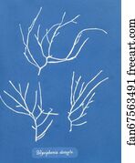 Polysiphonia Elongata Art Print - Polysiphonia Elongata