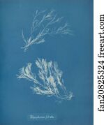 Polysiphonia Fibrata Art Print - Polysiphonia Fibrata