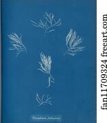 Polysiphonia Fruticulosa Art Print - Polysiphonia Fruticulosa