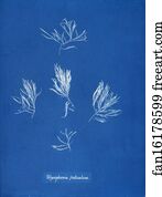 Polysiphonia Fruticulosa Art Print - Polysiphonia Fruticulosa