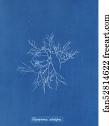 Polysiphonia Subulifera Art Print - Polysiphonia Subulifera