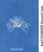 Thuyoides Art Print - Polysiphonia Thuyoides